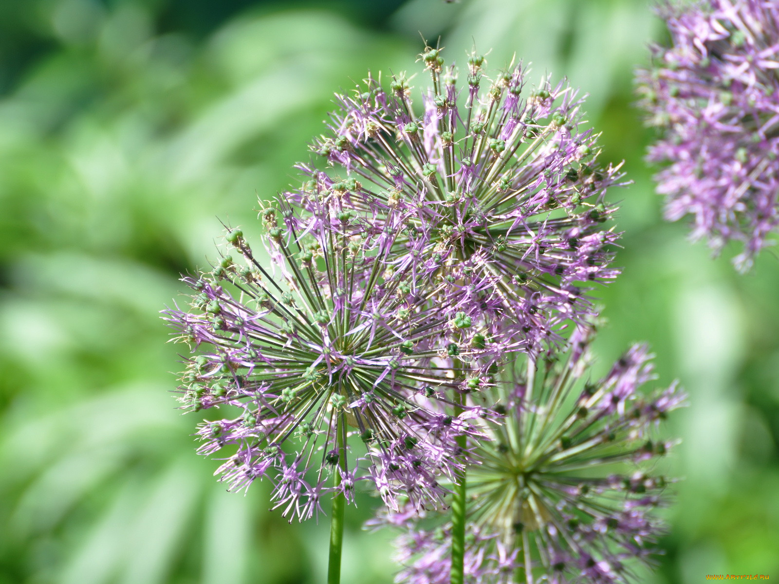 Аллиум cowanii. Caeruleum лук декоративный. Allium paniculatum. Allium longicuspis.